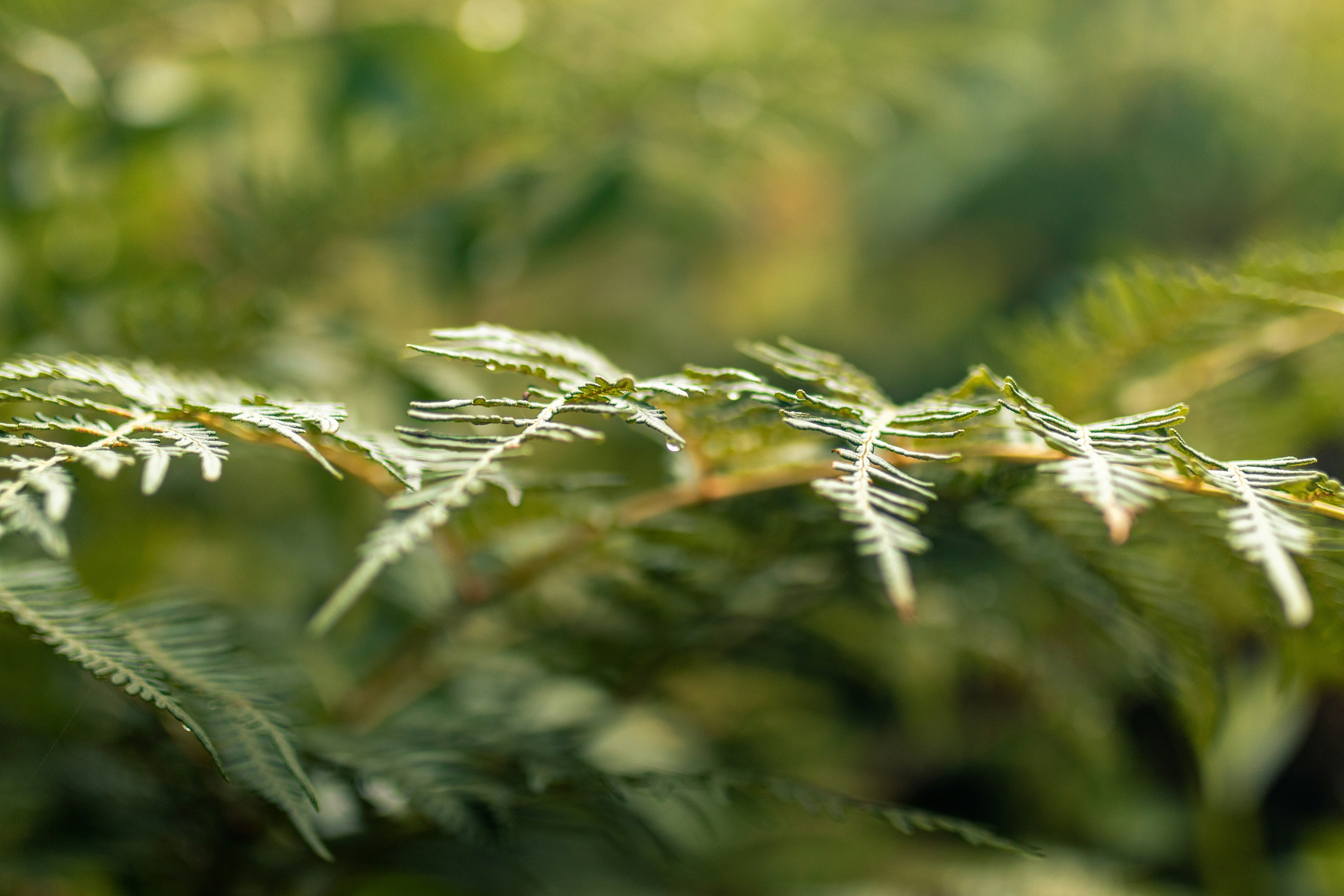 white and green plant during daytime